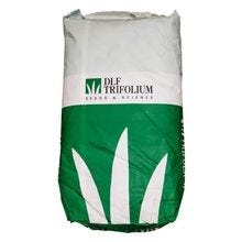 Ryegrasses