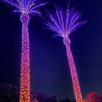 Twinkly Palm Trees